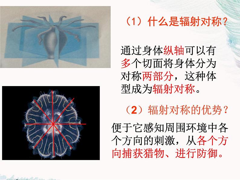 14.2千姿百态的动物世界  课件 苏教版八年级上册06