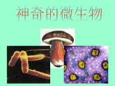 14.3神奇的微生物课件  苏教版生物八年级上册