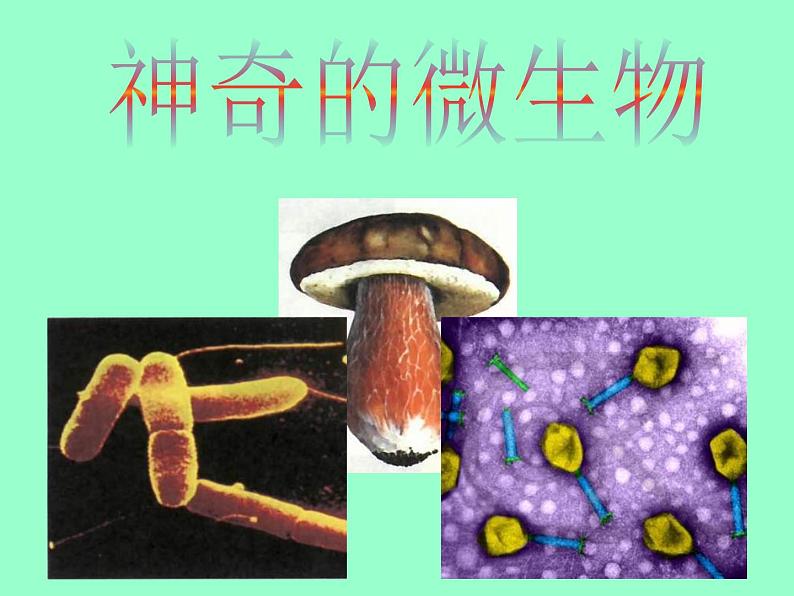 14.3神奇的微生物课件  苏教版生物八年级上册01