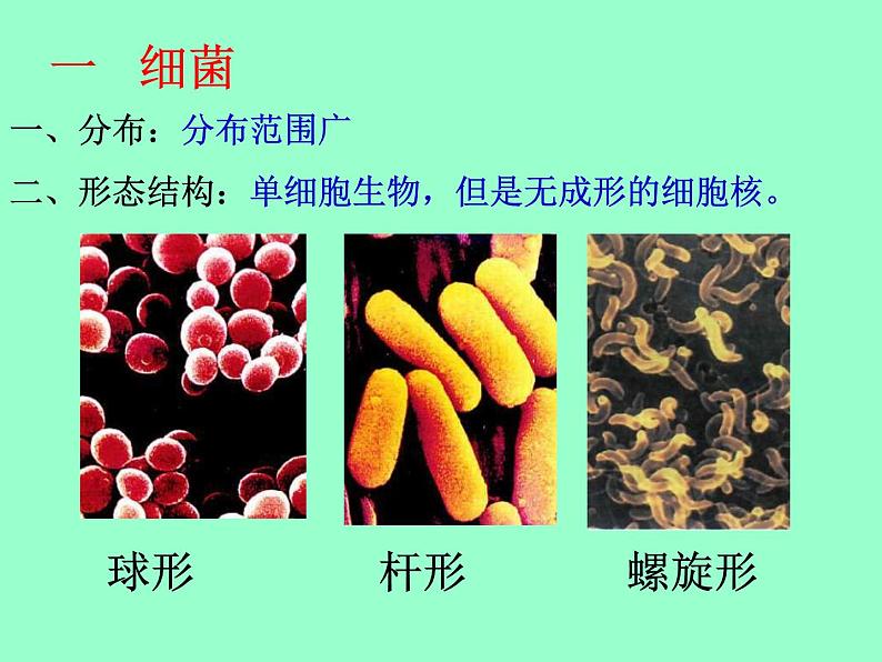 14.3神奇的微生物课件  苏教版生物八年级上册03