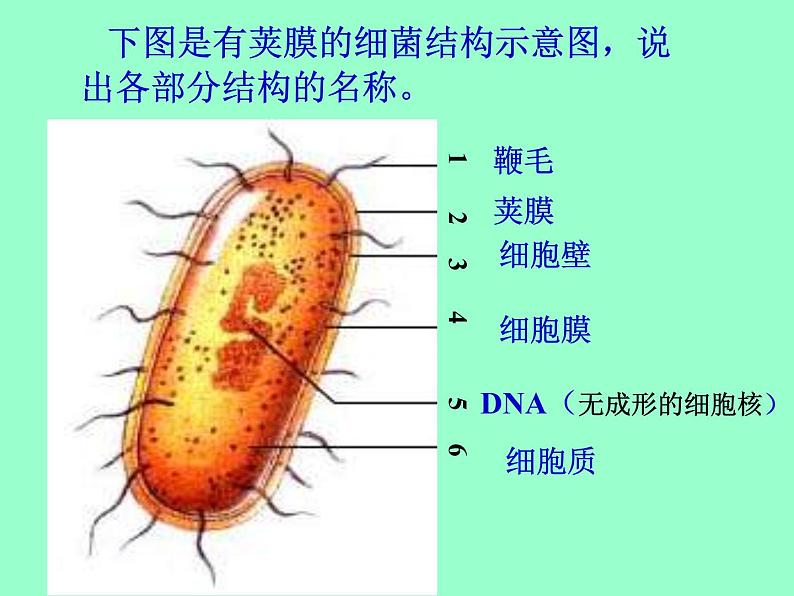 14.3神奇的微生物课件  苏教版生物八年级上册04