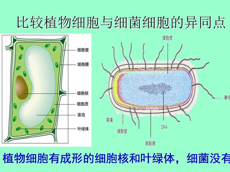 14.3神奇的微生物课件  苏教版生物八年级上册05