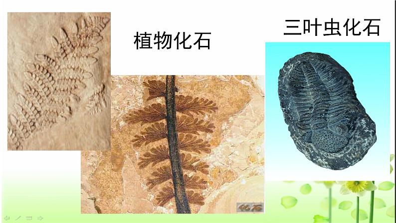 16.2   生物进化的历程  课件  苏教版生物八年级上册第7页