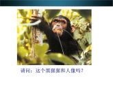 16.4人类的起源和进化  课件   苏教版八年级生物上册