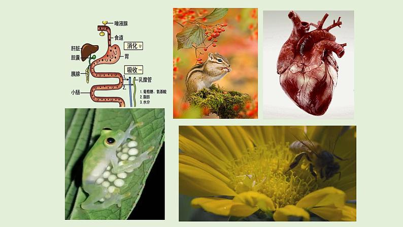 18.1动物行为的主要类型  课件  苏教版生物八年级上册05