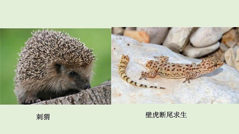 18.1动物行为的主要类型  课件  苏教版生物八年级上册08