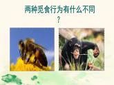 18.2   动物行为的生理基础  课件  苏教版八年级生物上册