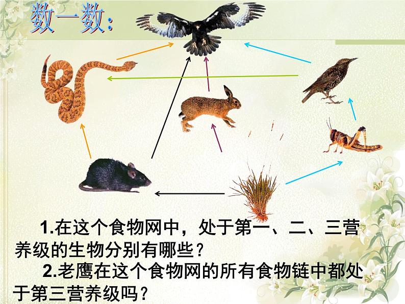 19.2生态系统中的能量流动和物质循环  课件    苏教版生物八年级上册07