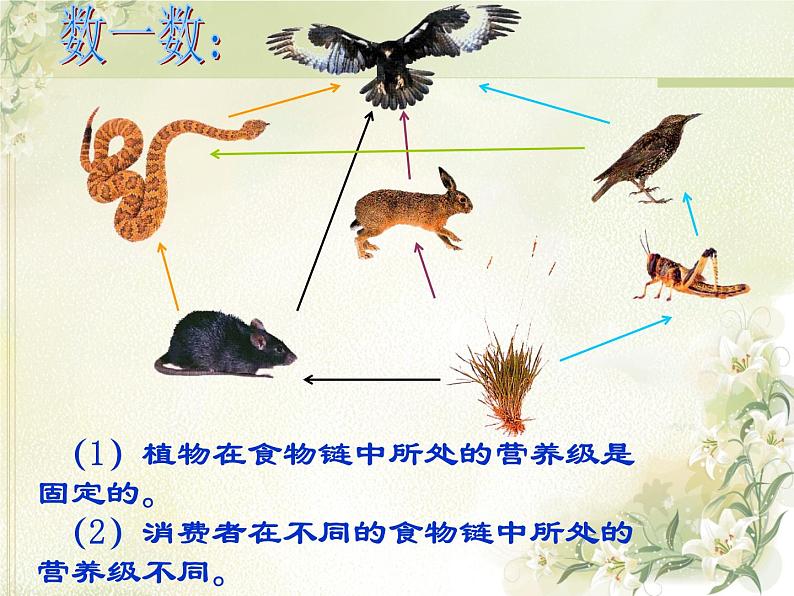 19.2生态系统中的能量流动和物质循环  课件    苏教版生物八年级上册08