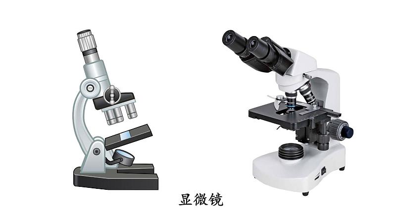 人教版七年级生物上册课件--第一节 练习使用显微镜02