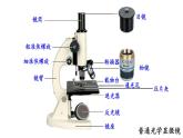 人教版七年级生物上册课件--第一节 练习使用显微镜