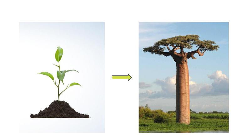 人教版七年级生物上册课件--第一节 细胞通过分裂产生新细胞第2页