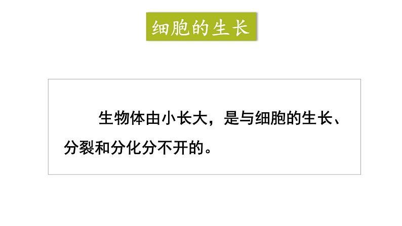 人教版七年级生物上册课件--第一节 细胞通过分裂产生新细胞第6页