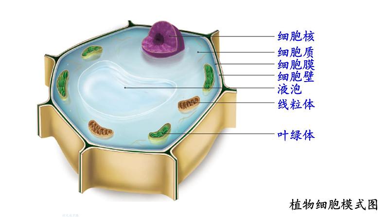 人教版七年级生物上册课件--第三节 动物细胞第2页