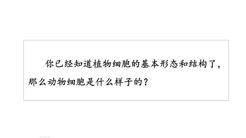 人教版七年级生物上册课件--第三节 动物细胞第3页