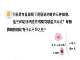 人教版七年级生物上册课件--第三节 动物细胞