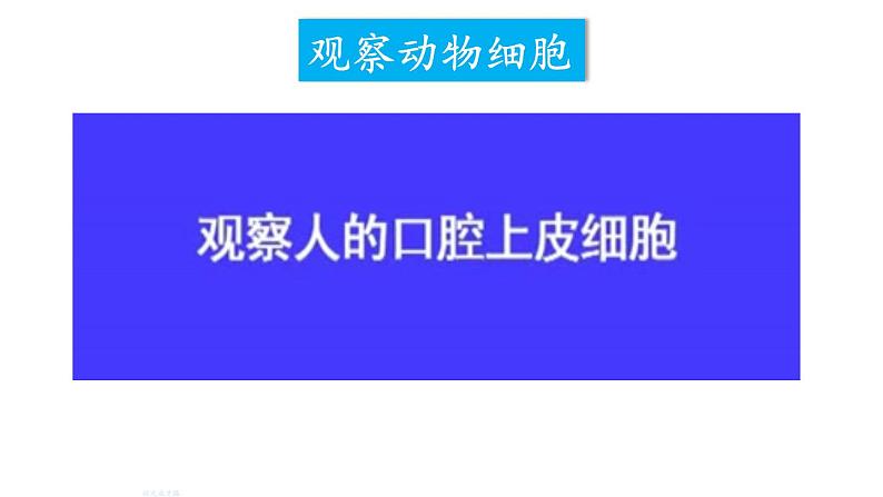 人教版七年级生物上册课件--第三节 动物细胞第5页