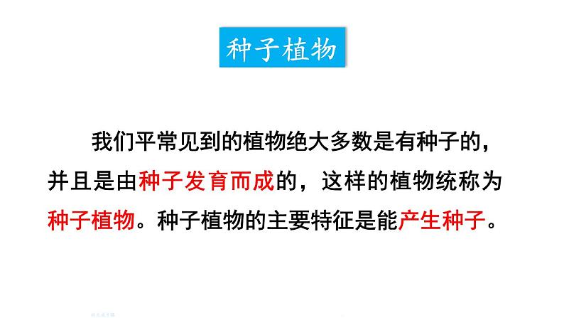 人教版七年级生物上册课件--第二节 种子植物07