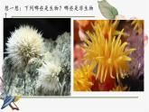 人教版初中生物學(xué)七年級上冊《生物的特征》課件