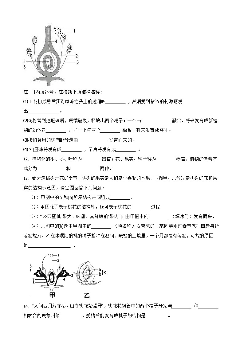3.2.3开花和结果知识梳理及练习 2022-2023年人教版生物七年级上册03