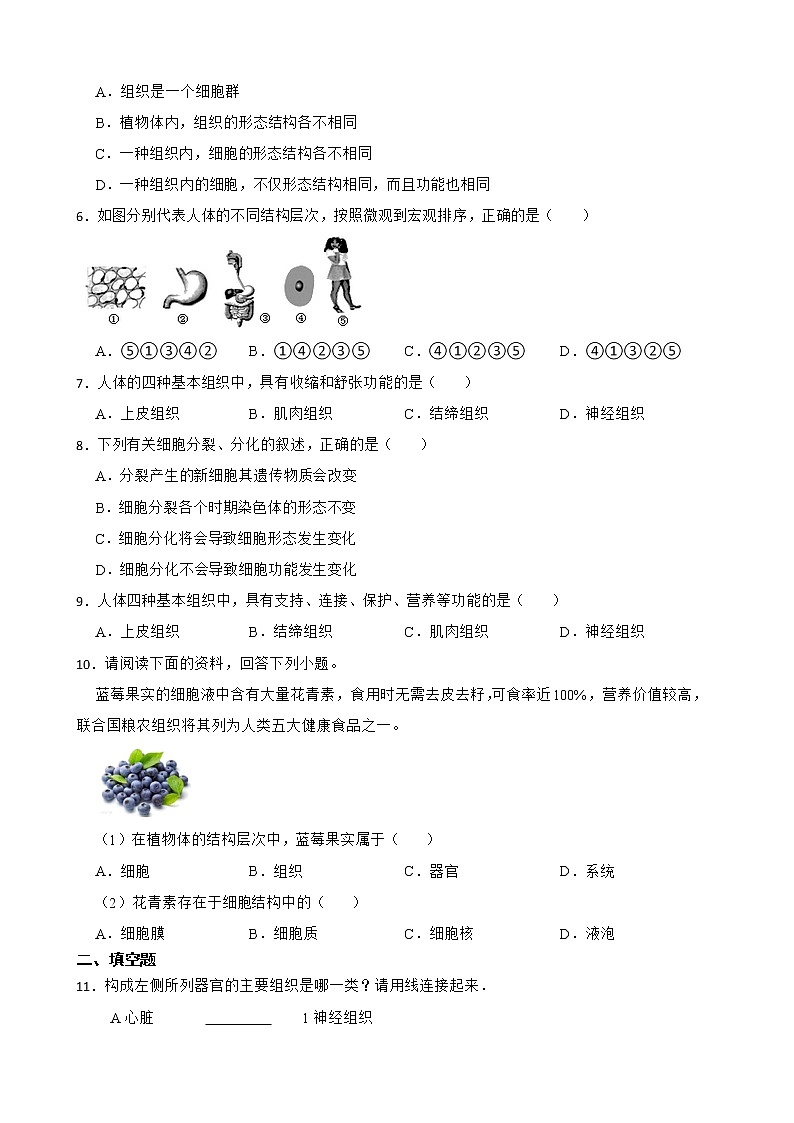 2.2.2动物体的结构层次知识梳理及练习 2022-2023年人教版生物七年级上册（原卷版）第2页