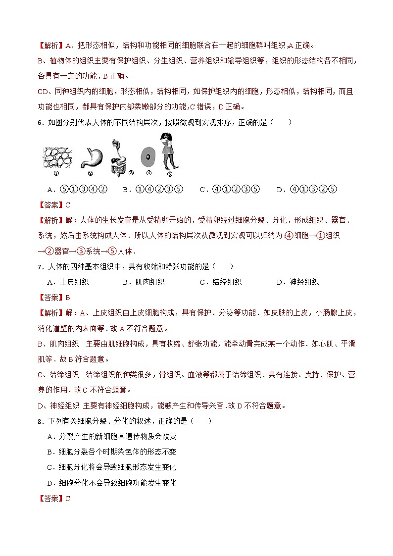 2.2.2动物体的结构层次知识梳理及练习 2022-2023年人教版生物七年级上册（解析版）第3页