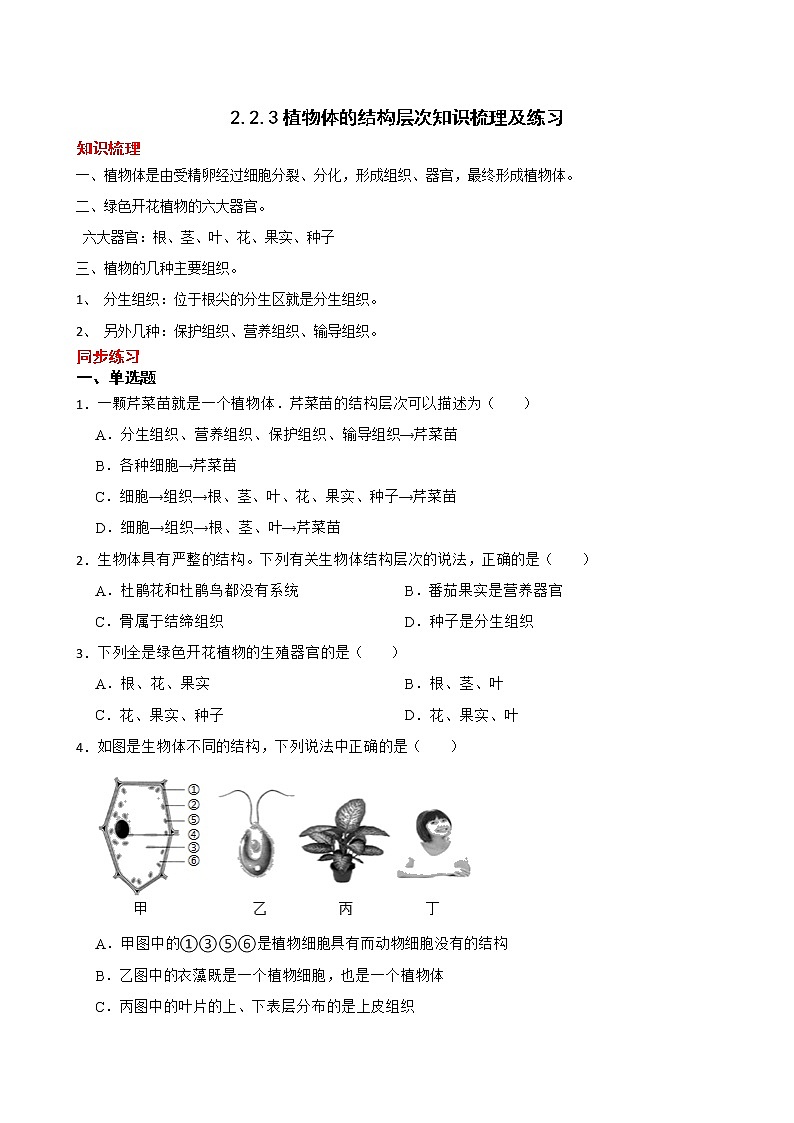 2.2.3植物体的结构层次知识梳理及练习 2022-2023年人教版生物七年级上册（原卷版）第1页