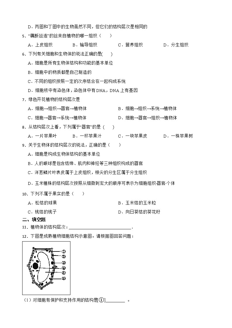 2.2.3植物体的结构层次知识梳理及练习 2022-2023年人教版生物七年级上册（原卷版）第2页