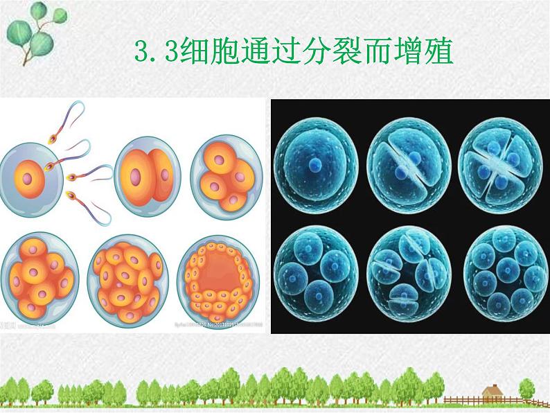 北师大版生物七年级上册第3章第3节《细胞通过分裂而增殖》PPT课件第1页