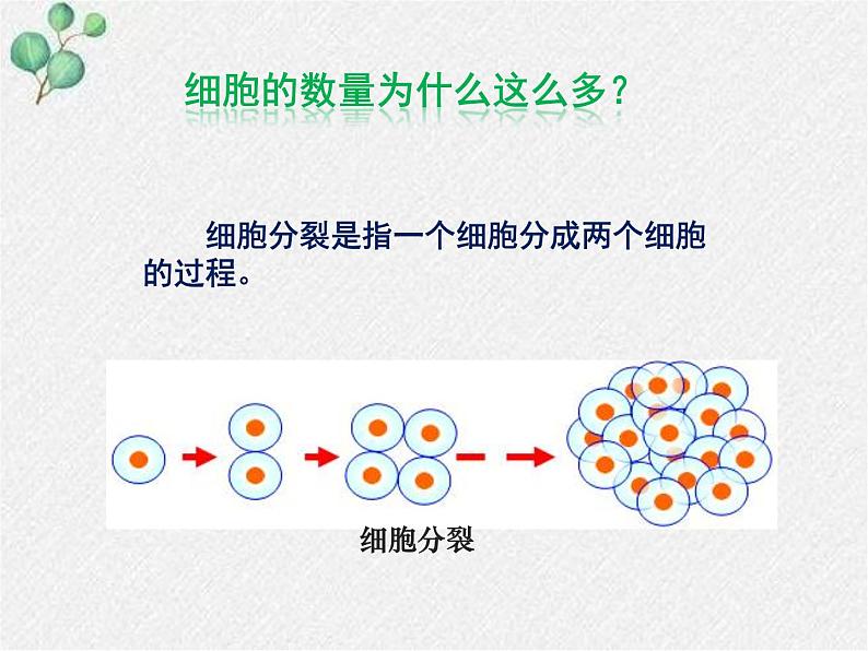 北师大版生物七年级上册第3章第3节《细胞通过分裂而增殖》PPT课件第7页