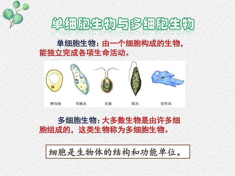 北师大版生物七年级上册第3章第1节第1课时《 细胞的基本结构和功能》PPT课件02