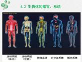 北師大版生物七年級(jí)上冊(cè)第4章第2節(jié)《4.2 生物體的器官、系統(tǒng) 》PPT課件
