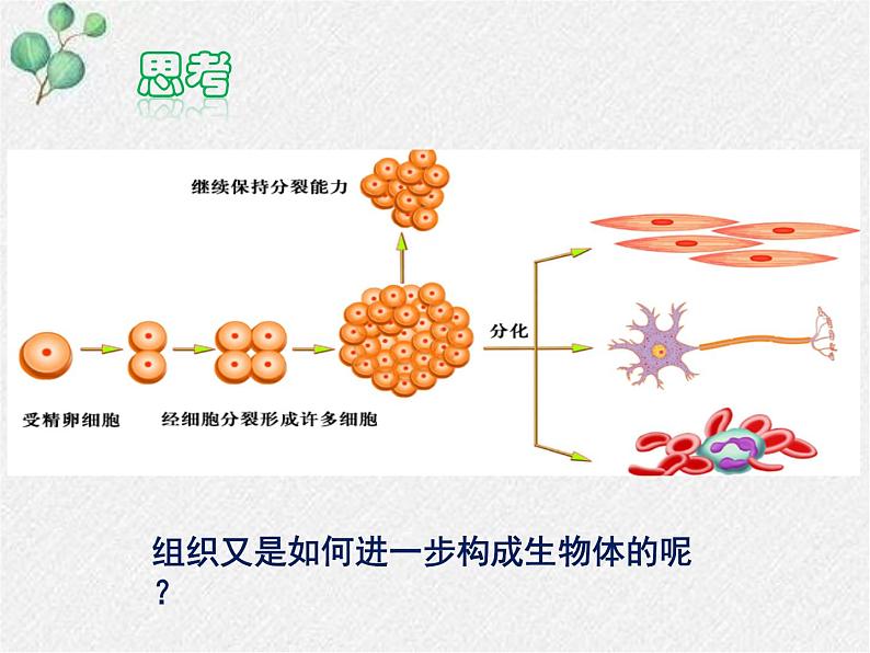 北师大版生物七年级上册第4章第2节《4.2 生物体的器官、系统 》PPT课件第2页