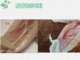 北師大版生物七年級(jí)上冊(cè)第4章第2節(jié)《4.2 生物體的器官、系統(tǒng) 》PPT課件