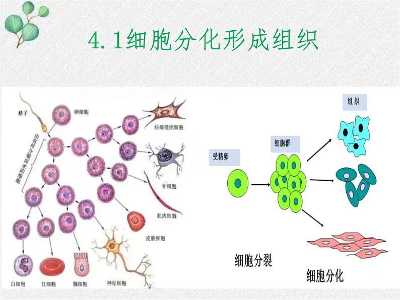 北师大版生物七年级上册第4章第1节《 细胞分化形成组织》PPT课件第1页