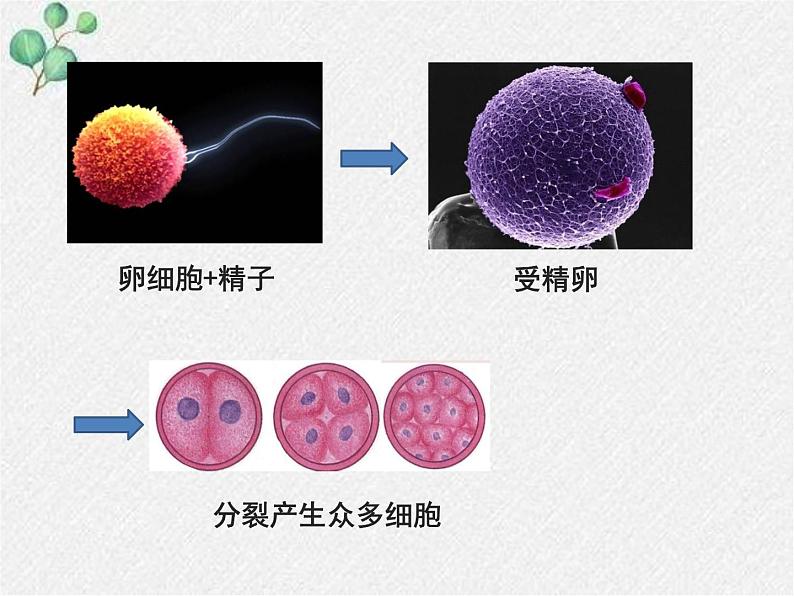 北师大版生物七年级上册第4章第1节《 细胞分化形成组织》PPT课件第2页