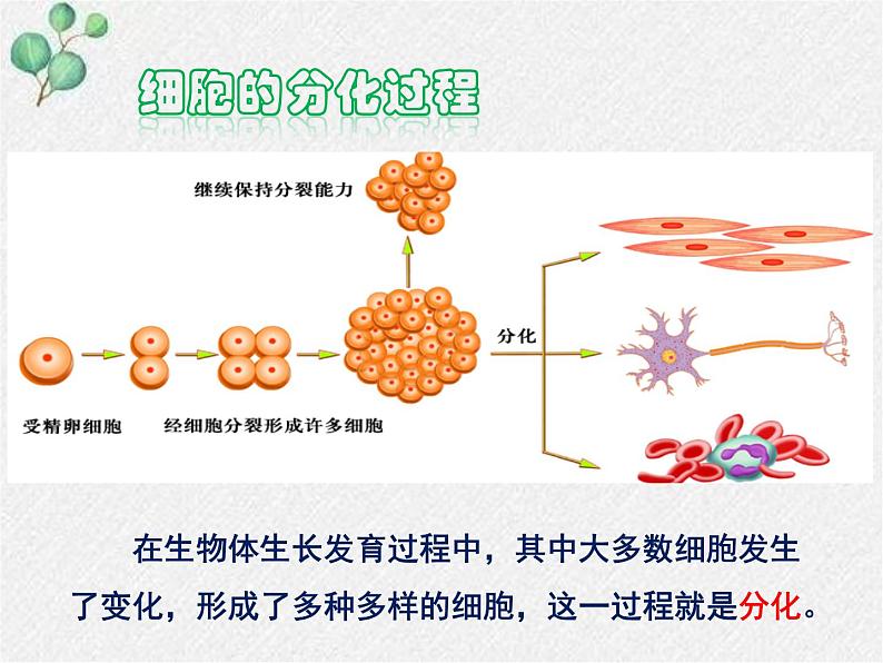 北师大版生物七年级上册第4章第1节《 细胞分化形成组织》PPT课件第4页