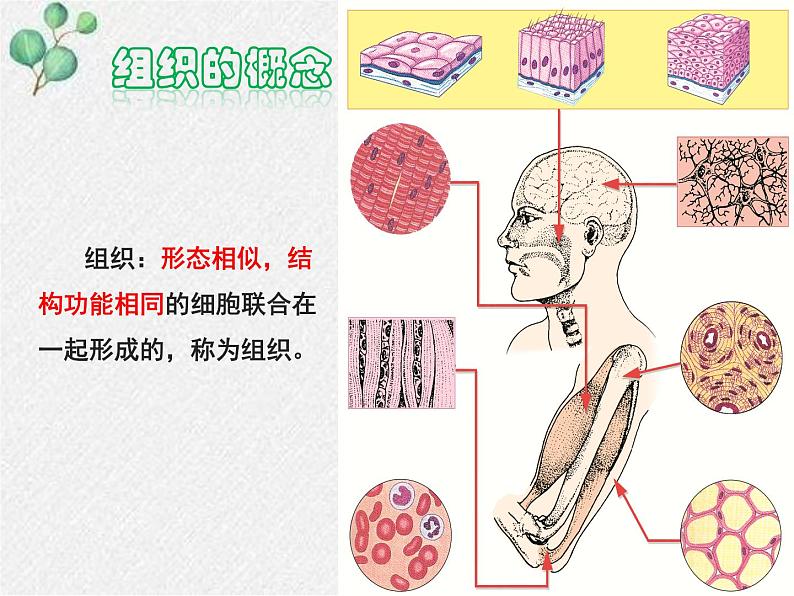 北师大版生物七年级上册第4章第1节《 细胞分化形成组织》PPT课件第5页