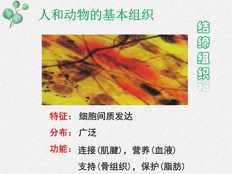 北师大版生物七年级上册第4章第1节《 细胞分化形成组织》PPT课件第8页