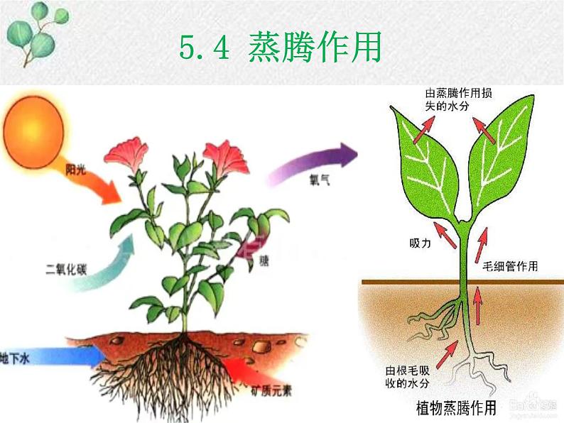 北师大版生物七年级上册第5章第4节《蒸腾作用 》PPT课件第1页