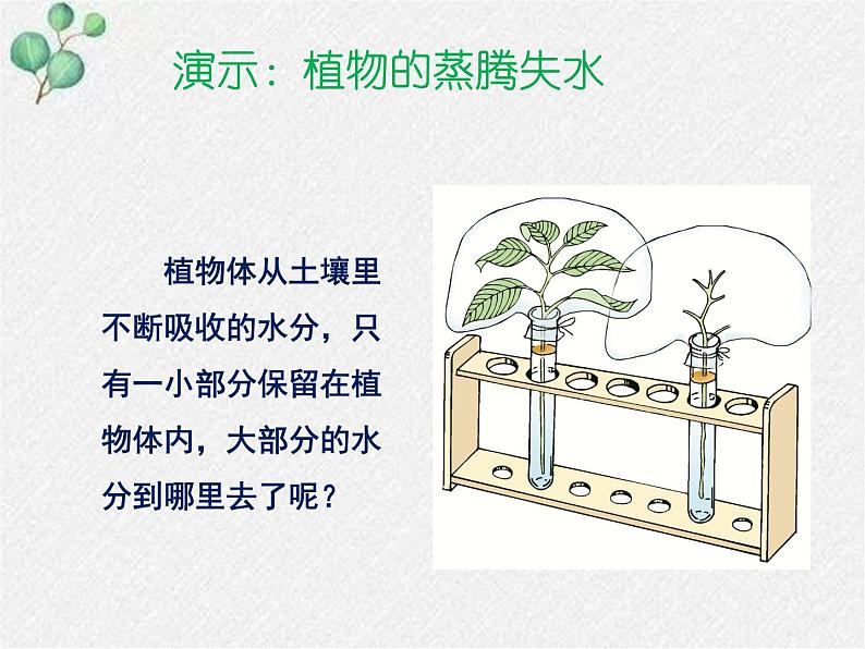 北师大版生物七年级上册第5章第4节《蒸腾作用 》PPT课件第3页