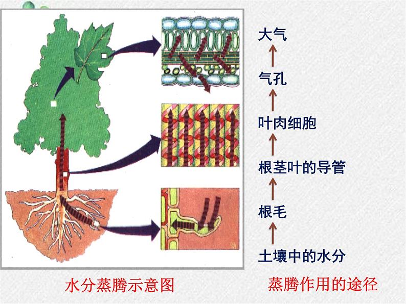 北师大版生物七年级上册第5章第4节《蒸腾作用 》PPT课件第7页