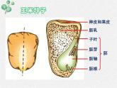 北师大版生物七年级上册第6章第1节《 6.1 种子萌发形成幼苗》PPT课件