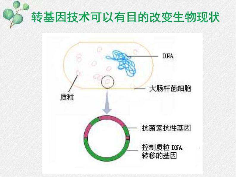 北师大版生物八年级下册第25章第2节第1课时《25.2.1 现代生物技术》PPT课件第4页