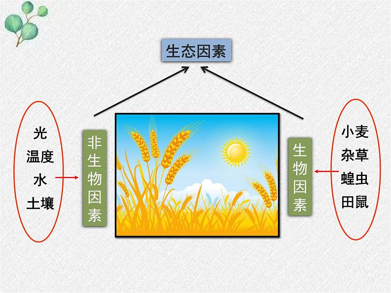 北师大版生物八年级下册第23章第1节《23.1 生物的生存依赖一定的环境 》PPT课件04