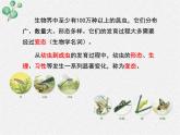 北师大版生物八年级下册第19章第2节第1课时《19.2 动物的生殖和发育1 》PPT课件