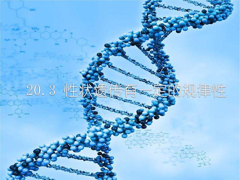 北师大版生物八年级下册第20章第3节《20.3 性状遗传有一定的规律性 》PPT课件第1页