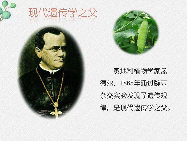 北师大版生物八年级下册第20章第3节《20.3 性状遗传有一定的规律性 》PPT课件第3页