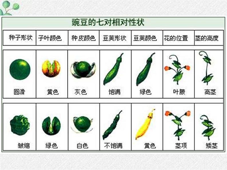 北师大版生物八年级下册第20章第3节《20.3 性状遗传有一定的规律性 》PPT课件第4页