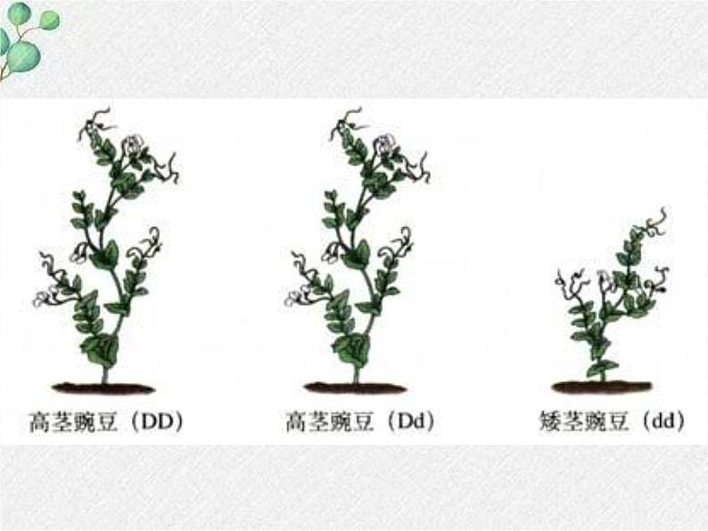 北师大版生物八年级下册第20章第3节《20.3 性状遗传有一定的规律性 》PPT课件第5页